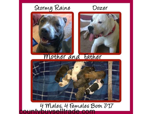 88+ American Pit Bull Terrier For Sale In Oklahoma